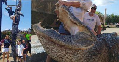 Невероятная схватка с гигантом. Во Флориде убили 90-летнего аллигатора весом 420 кг (фото)