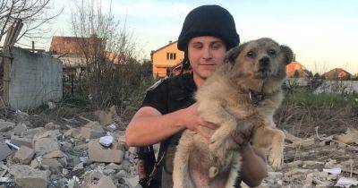 Жил 3 дня: в Сумах умер пес, которого нашли после ракетного удара ВС РФ (видео)