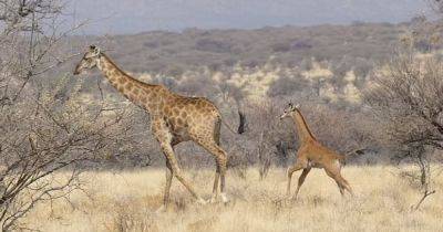 Без единого пятнышка. Первого в мире безупречного жирафа в дикой природе заметили в Африке (фото)