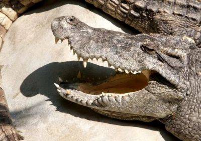 Десятки крокодилов сбежали во время наводнений в Китае
