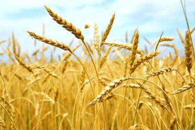 Венгрия хочет расширить эмбарго на импорт украинского зерна с 15 сентября