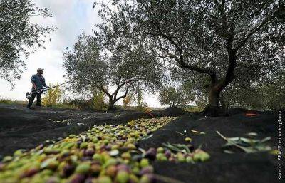 США снизили прогноз производства оливкового масла в мире из-за неурожая в Средиземноморье