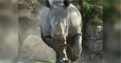 Носорог-убийца: в австрийском зоопарке разъяренное животное атаковало двух служителей