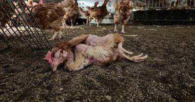 Шокирующие кадры с куриной фермы в Польше: украинка показала ад для птиц (видео)