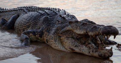 Запрещено выходить из дома: более 70 крокодилов сбежали с фермы во время наводнения (фото)