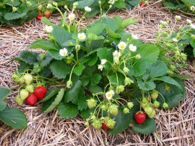 Как садить клубнику осенью – где нельзя сажать клубнику – советы огородников