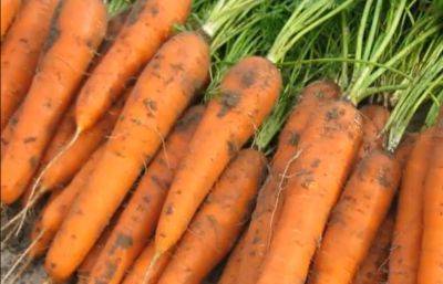 У вас всю зиму будут свежие овощи: как правильно выкопать и хранить морковь