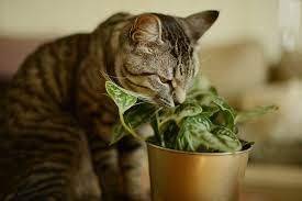 Многие даже не догадывались: названы комнатные растения, которые могут отравить вашу кошку