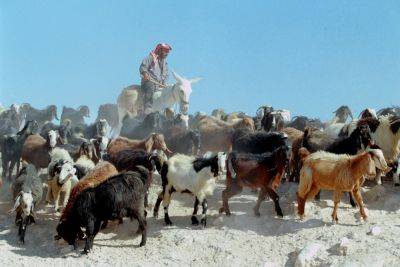 Бедуинские и палестинские поселки в «зоне С» под постоянным давлением поселенцев