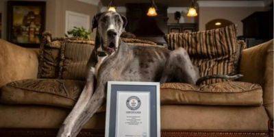 Из-за осложнений. После ампутации лапы умерла самая высокая собака в мире Зевс