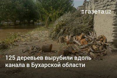 125 деревьев вырубили вдоль канала в Бухарской области