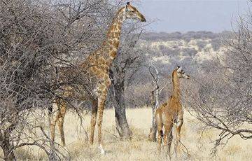 В дикой природе найден жираф без пятен