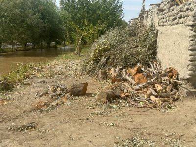 В Бухарской области вырубили 125 деревьев