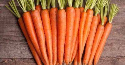 Полезные свойства моркови, о которых мало кто знает: почему стоит есть оранжевый овощ каждый день