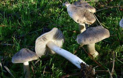 Во Львовской области от отравления грибами умерла женщина