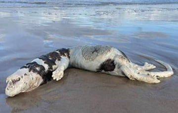 На пляже литовского курорта обнаружено загадочное животное