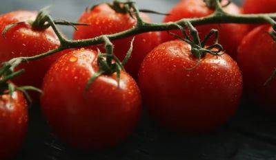 Как вырастить помидоры на подоконнике: вы даже и подумать не могли, что это возможно