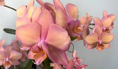 Орхидея расцветет, как в первый раз: как при помощи лимона подкормить растение