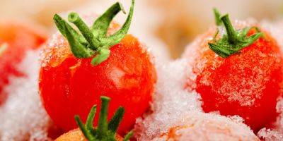 Можно ли заморозить помидоры черри на зиму и как правильно это делать