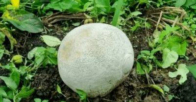 Фермер из Южной Кореи нашел гигантский гриб стоимостью более 1,3 млн гривен (фото)