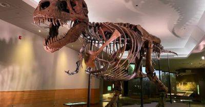 Загадка на критическое мышление: почему кости динозавров не рассыпаны повсюду, если они существовали - focus.ua - Украина - штат Монтана