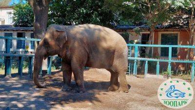 Зоопарк: слониха Венди празднует 16 сентября свой день рождения | Новости Одессы
