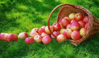 Ветки будут обвисать от плодов в следующем сезоне: вот что нужно сделать с грушами и яблонями в сентябре