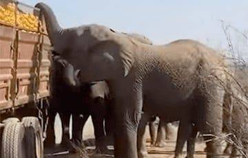 Слоны, «ограбившие» грузовик с апельсинами, стали звездами Сети