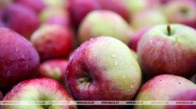 Белкоопсоюз: более 90% закупленных яблок отправляется на перерабатывающие предприятия страны