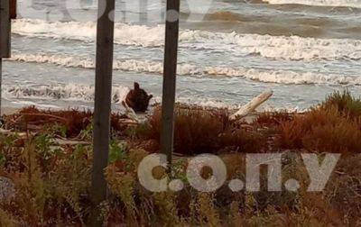 В Николаевской области сдетонировала мина, вынесенная морем на берег