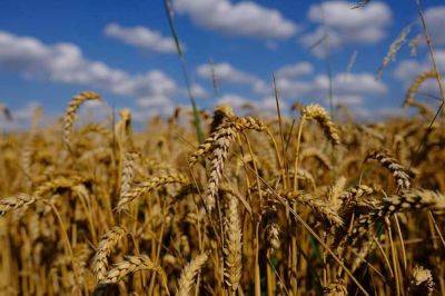 "Власть" ТОТ Запорожья отчиталась о краже озимой пшеницы - ЦНС