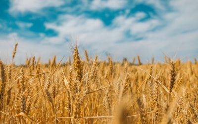 ЕК отменила запрет на импорт зерна с Украины - korrespondent.net - Украина - Киев - Румыния - Венгрия - Польша - Болгария - Словакия - Аграрии - Запрет