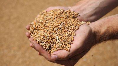 Словакия запрещает импорт зерна из Украины