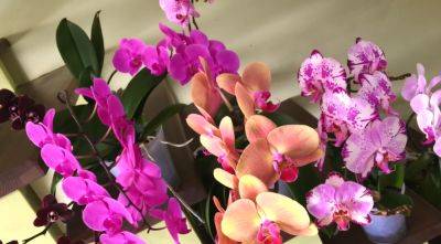 Что нужно сделать с орхидеей осенью, чтобы она начала цвести еще пышнее