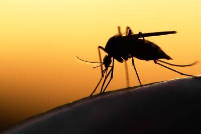 Новые мутации в Эфиопии: возбудители малярии стали устойчивы к лекарству и невидимы для тестов