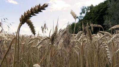 Ряд стран ЕС вводят запрет на ввоз украинского зерна