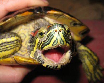 Одессит украл и съел соседскую черепаху | Новости Одессы