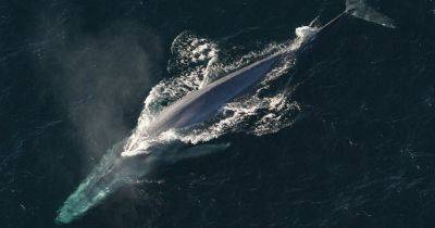 Борьба длиною в столетия. Ученые назвали виновного в полном истреблении двух видов китов
