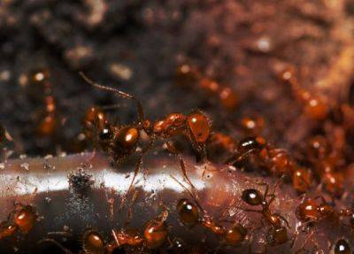 В Европу вторгся агрессивный вид муравьев