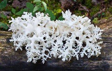 В Минской области выросли редкие грибы-«кораллы»