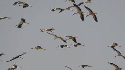 Как наблюдать за перелетными птицами в Израиле: полная информация