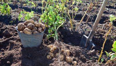 Картофельная грядка – что делать после сбора урожая – полезные советы