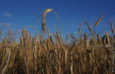 Белоруссия закупит в России до 500 тысяч тонн зерна
