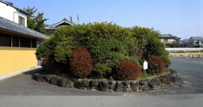 Эпоха принца Сетоку. В Японии под кустарниками на стоянке обнаружили древнюю гробницу (фото)