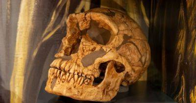 Человек из Ла Ферраси: почему его считают самым известным неандертальцем в мире (фото)