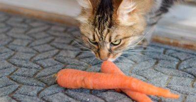 Полезная или опасная веганская еда для кошек: ученые дали ответ на новое исследование - focus.ua - Украина - Австралия
