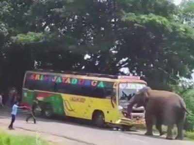В Индии разъяренный слон разбил рейсовый автобус - unn.com.ua - Украина - Киев - Индия
