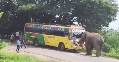 Водитель пытался отвлечь: разъяренный слон напал на рейсовый автобус (видео)