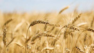 Украина подала иски в ВТО из-за запрета на ввоз зерна в соседние страны