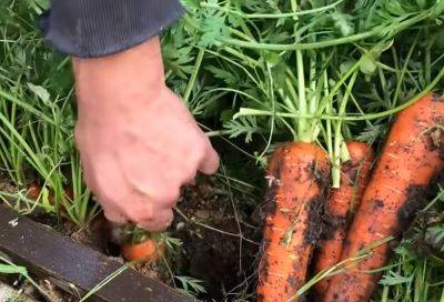 Не испортится до самой весны: эксперты рассказали, как правильно зимой хранить морковь